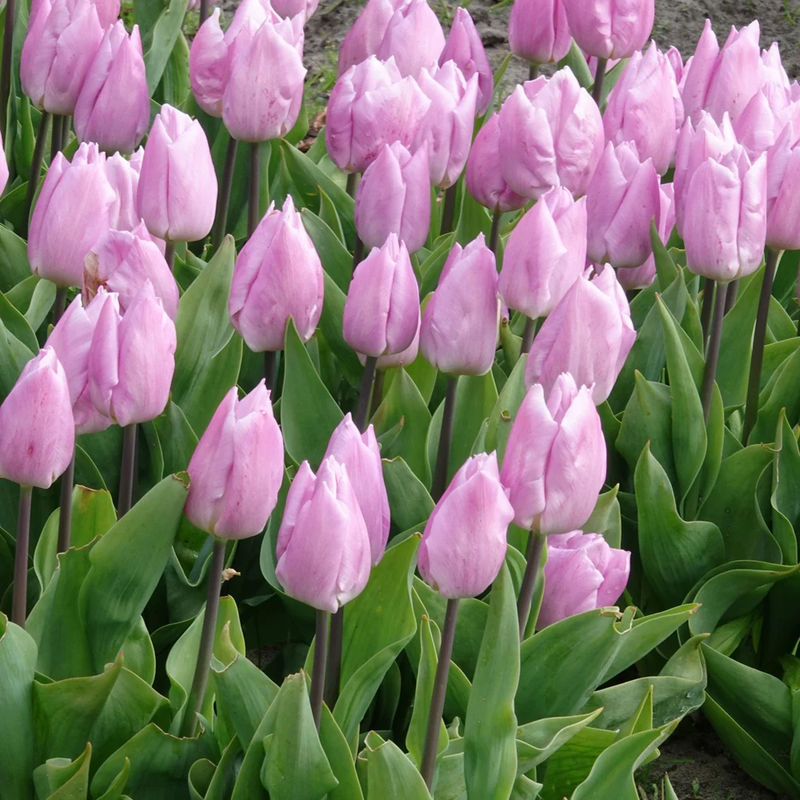 Triumph-Tulpen Candy Prince