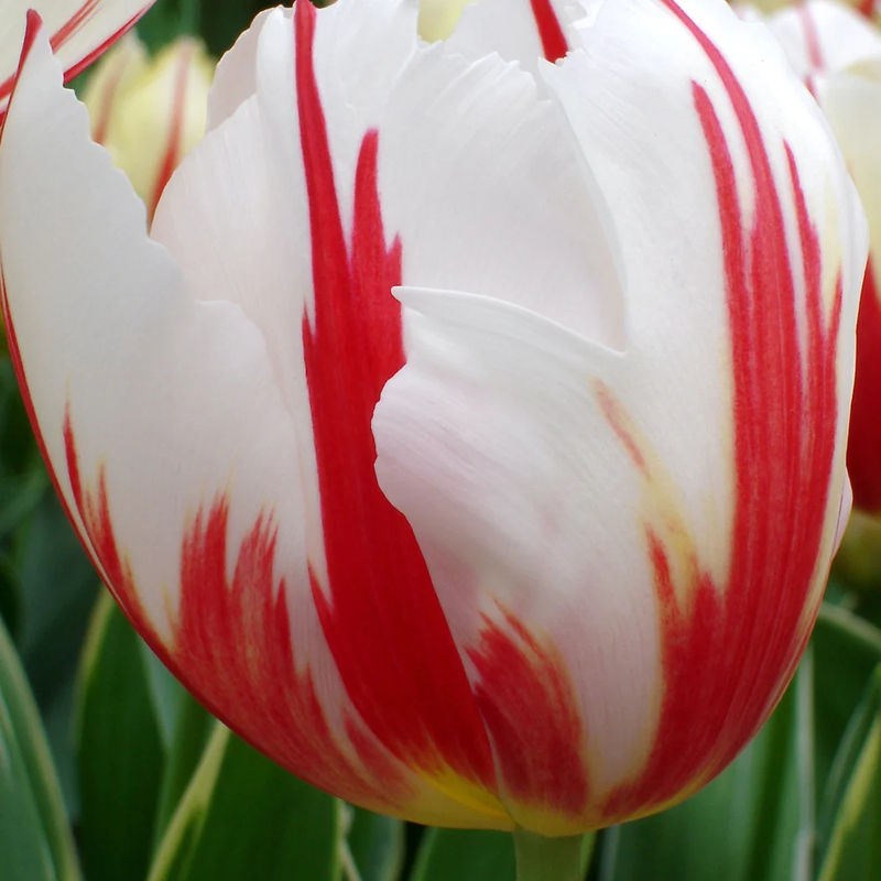 Triumph-Tulpen Carnaval de Rio
