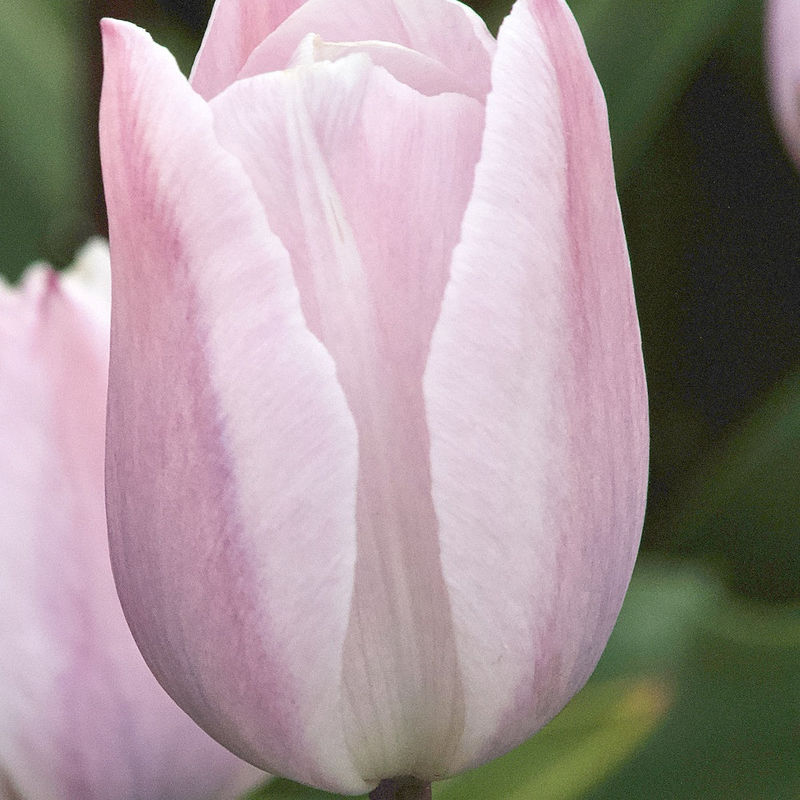 Triumph-Tulpen Silver Cloud