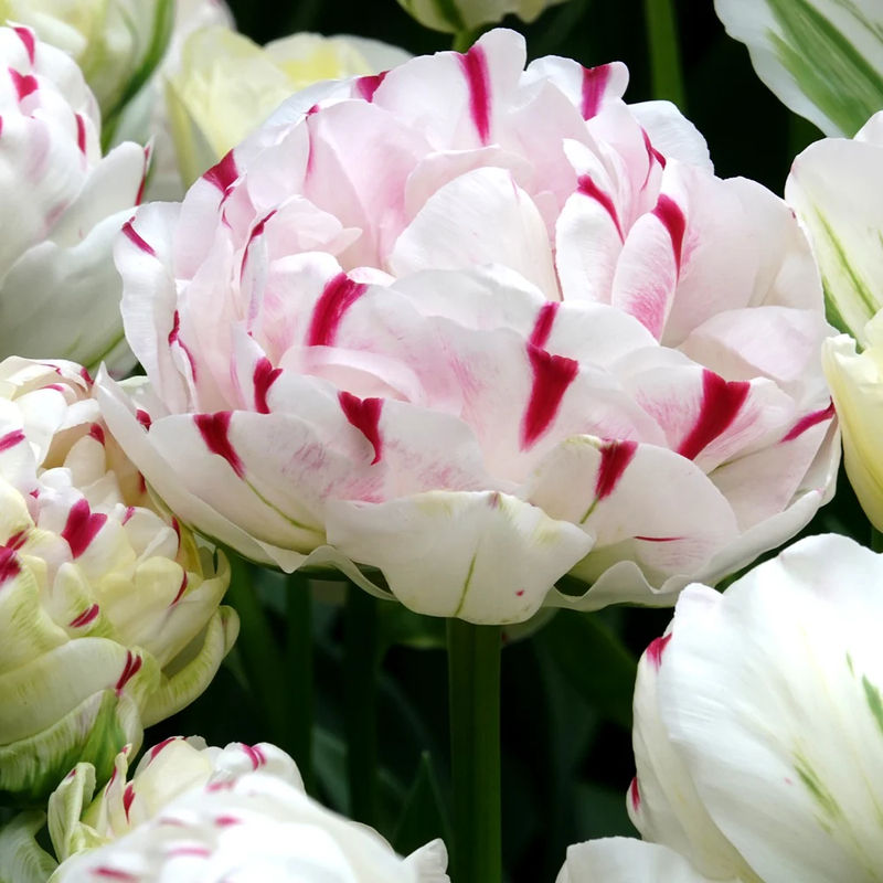 Doppelte Tulpen Dance Line