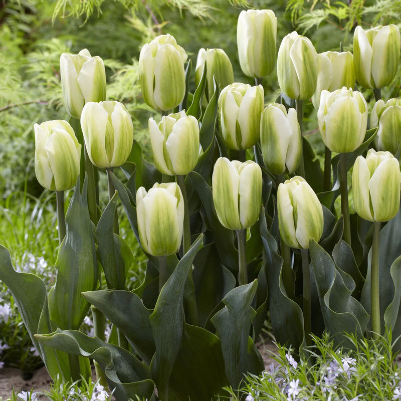 Triumph-Tulpen Green Spirit