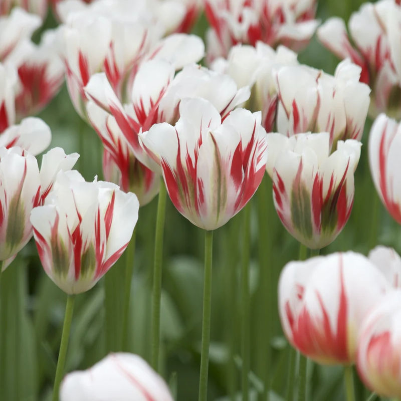 Viridiflora-Tulpen Flaming Spring Green