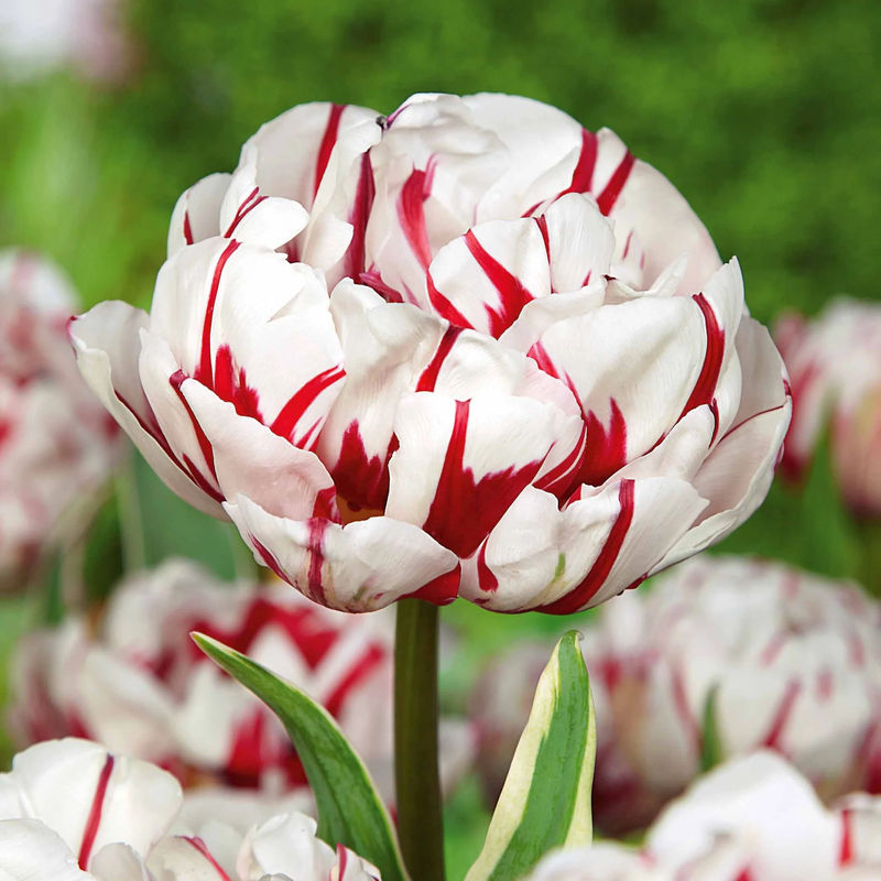 Pfingstrose Tulpe 'Carnaval De Nice' (x10)