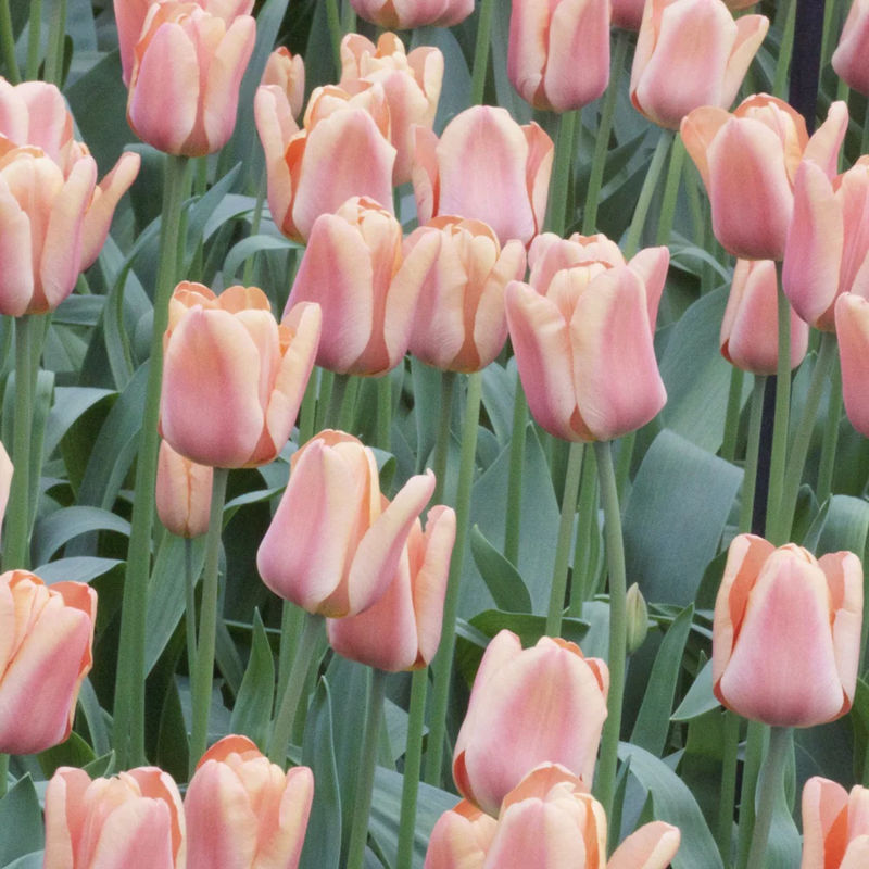 Triumph-Tulpen Apricot Foxx