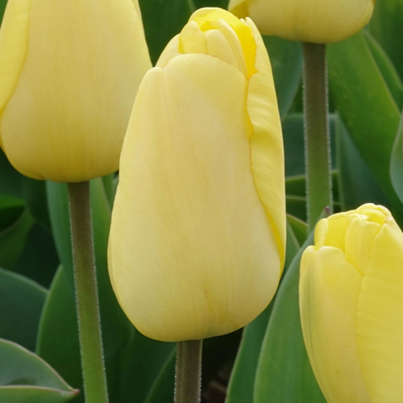 Darwin-Tulpen Golden Parade