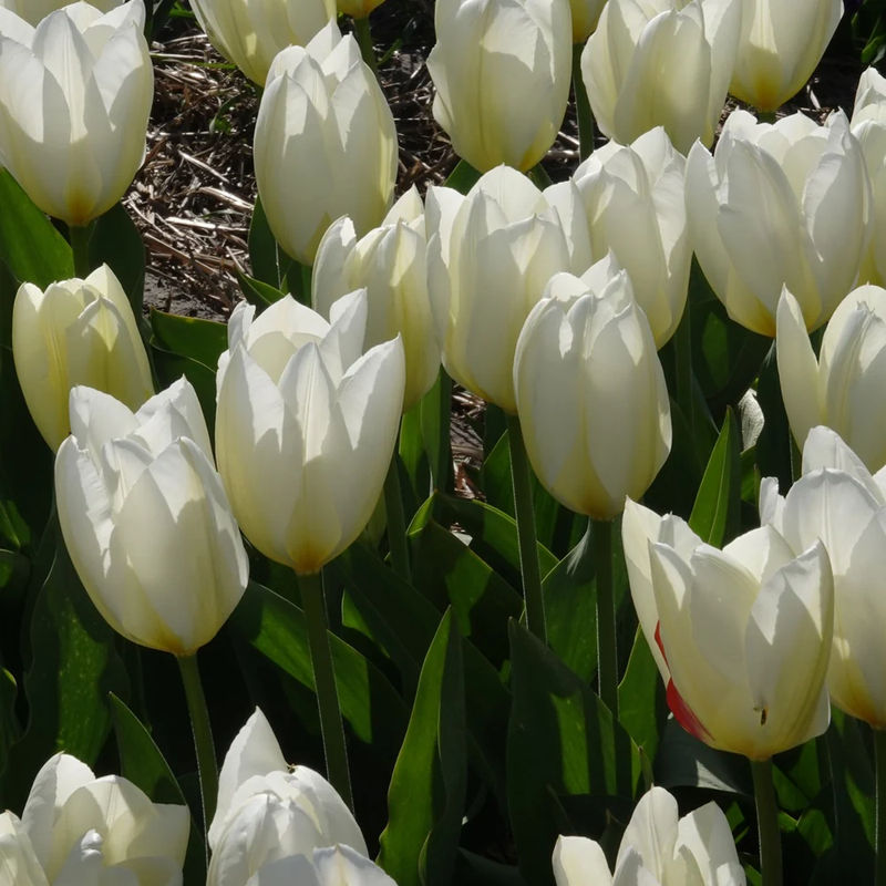 Fosteriana-Tulpen Purissima