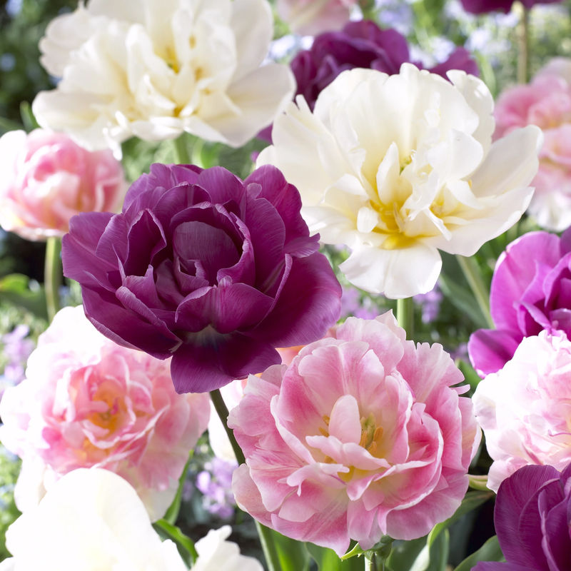 Mischung aus Tulpen Sensation