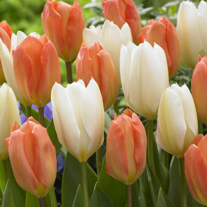 Mischung aus Tulpen Stockholm