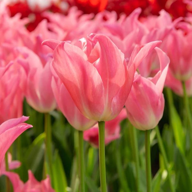 Tulpen - 'Pretty Love' (x7)