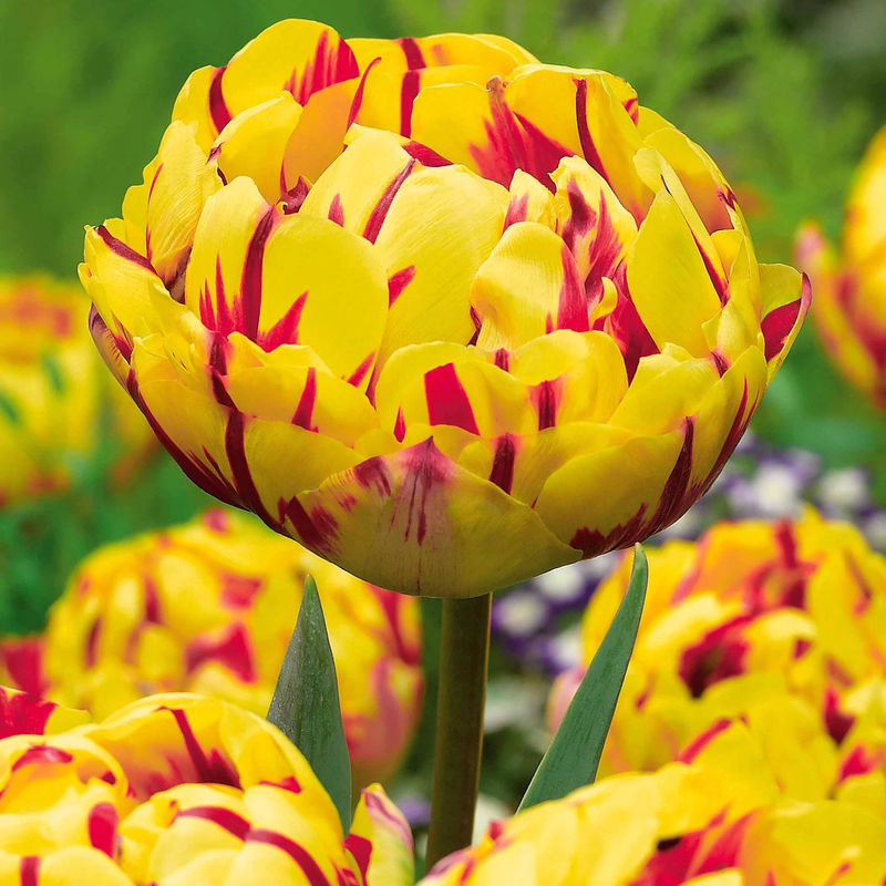 Pfingstrose Tulpe 'Golden Nizza' (x10)