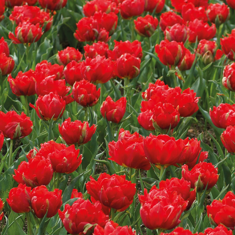 Doppelte Rote Tulpen - Abba (x7)