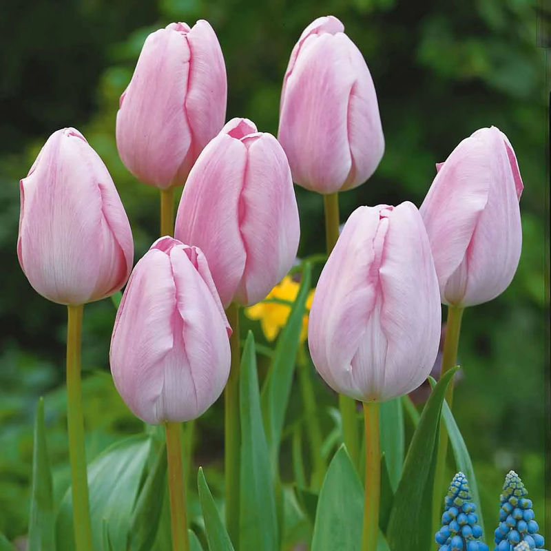 Langstielige Tulpe rosa (x5)