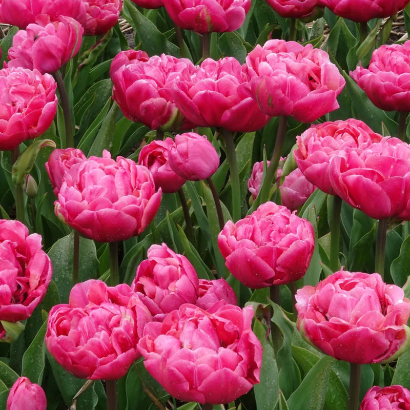 Doppelte Tulpen Amazing Grace