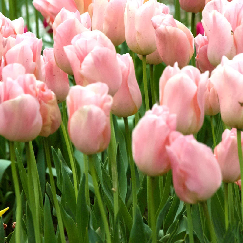 Triumph-Tulpen Apricot Beauty