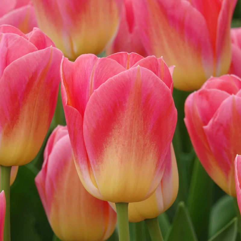 Triumph-Tulpen Tom Pouce