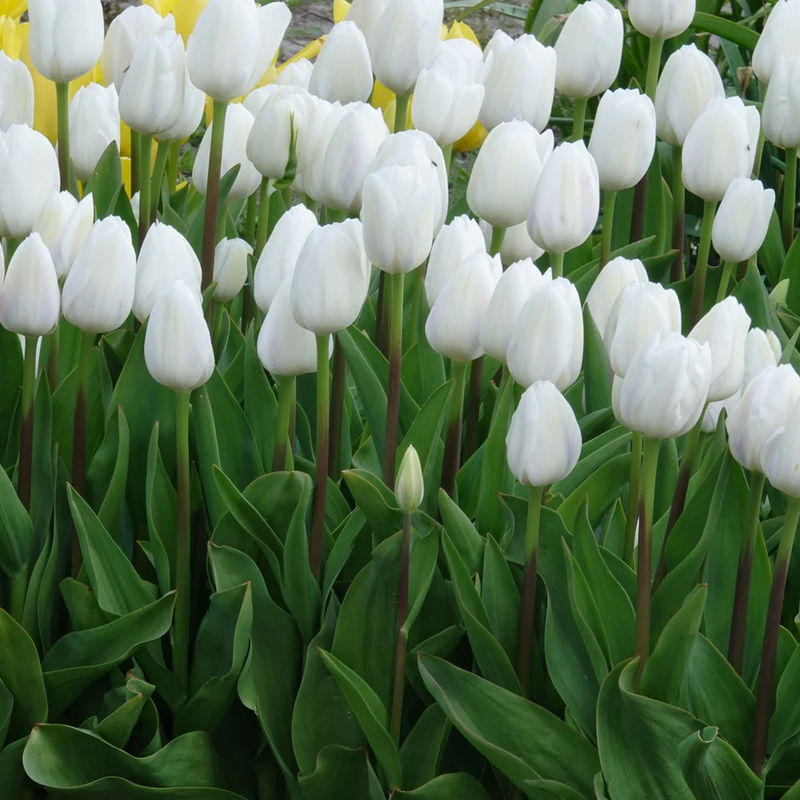 Triumph-Tulpen Royal Virgin