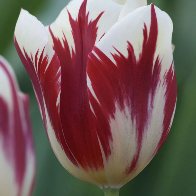 Triumph-Tulpen Grand Perfection