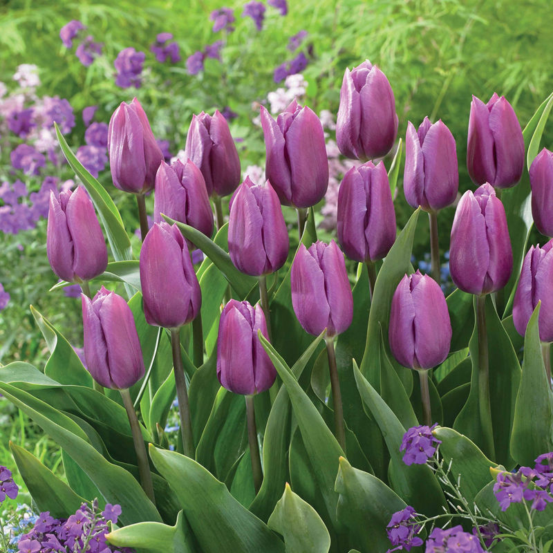 Triumph Tulpe 'Blue Beauty' (x10)