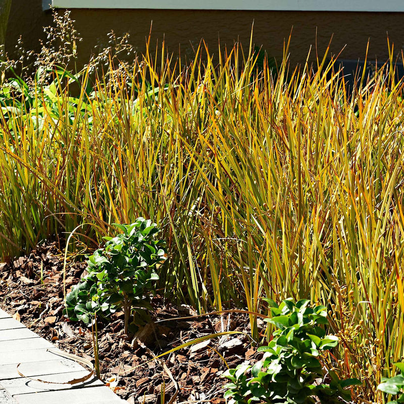 Rote Garten-Segge 'Prairie Fire'