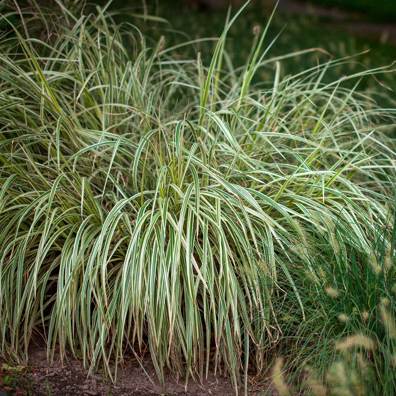 Segge 'Variegata'