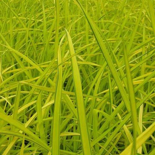 Hohe Segge Aurea Goldsegge