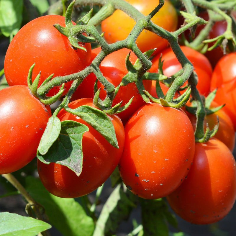 Tomate Olivette Roma Pflanzen