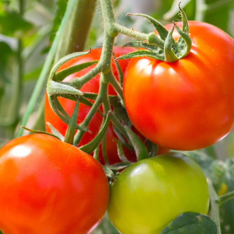 Tomate Montfavet F1 Pflanzen