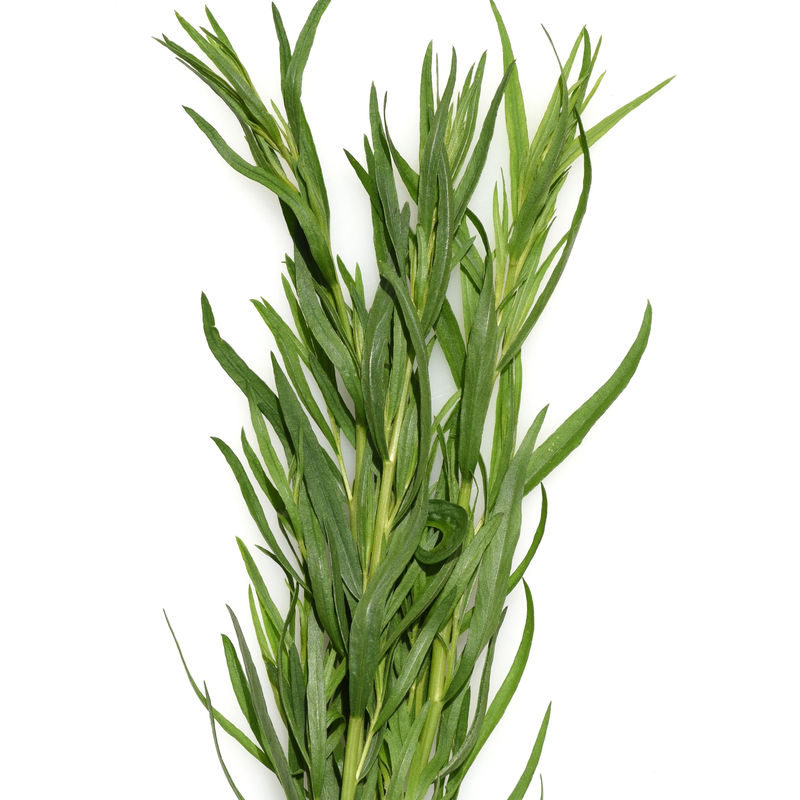 Estragon Pflanze