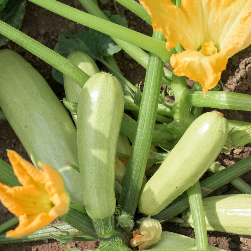 Zucchini Lorea Pflanzen