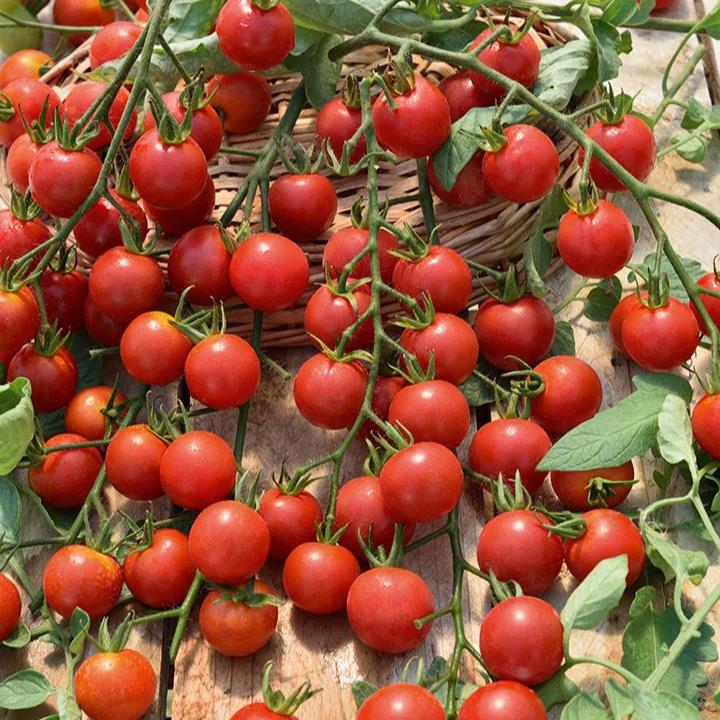 Rote Kirschtomate Supersweet 100