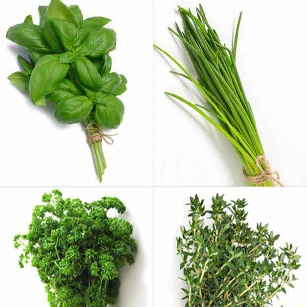 Sammlung von Aromapflanzen (x4)