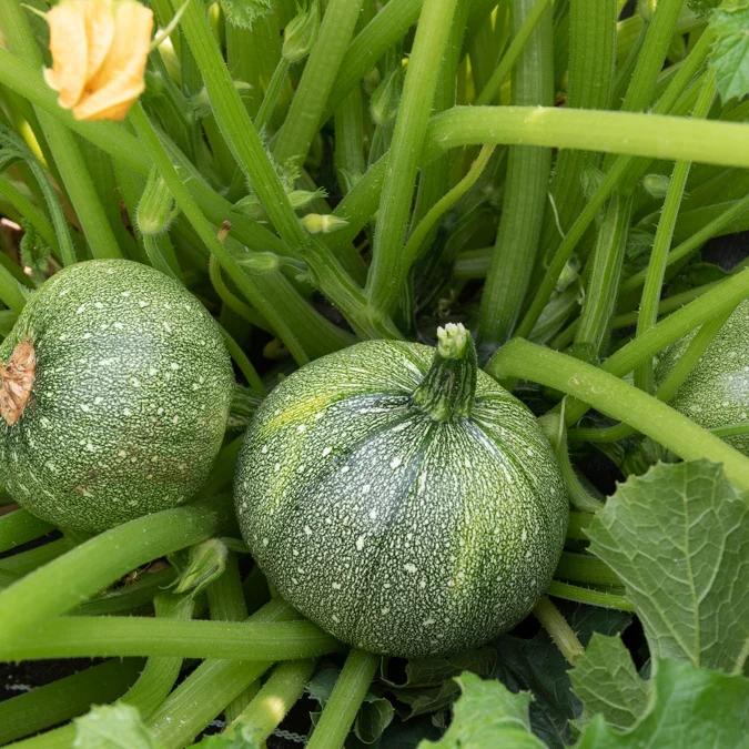 Zucchini Ronde de Nice Pflanzen