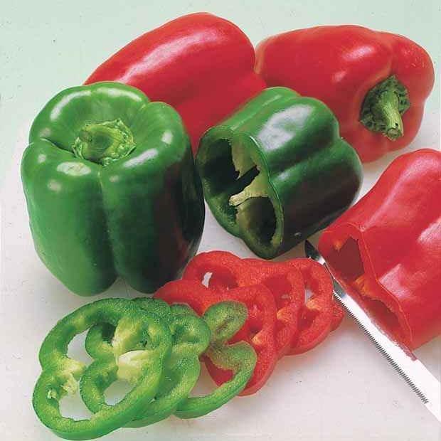 Paprika Lamuyo Pflanzen