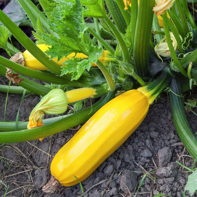 Gelbe Zucchini Sunlight F1 Pflanzen