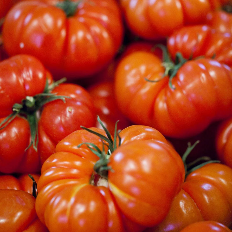 Tomate Marmande Pflanzen