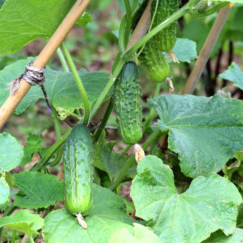 Cornichon Regal F1 Pflanzen