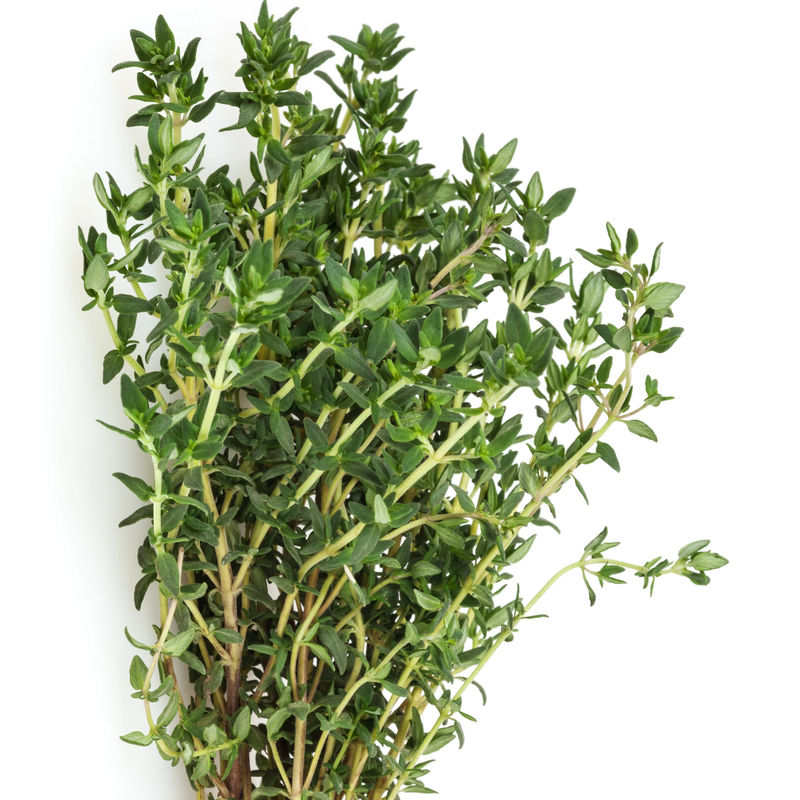 Gewöhnlicher Thymian Pflanze