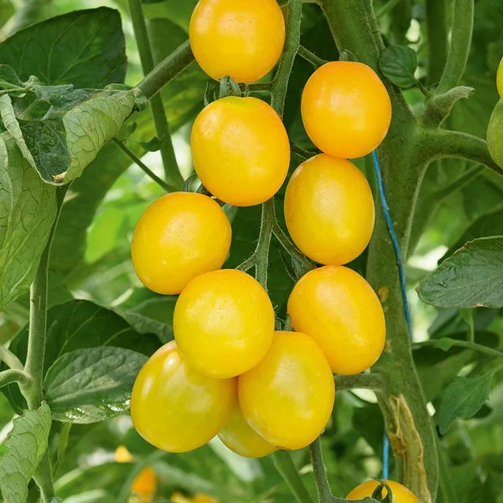 Kirschtomate Gusta Mini Yellow F1 Pflanzen