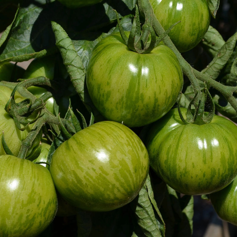Tomate Green Zebra Pflanzen
