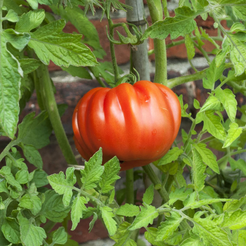 Tomaten Pflanze Coeur de Boeuf