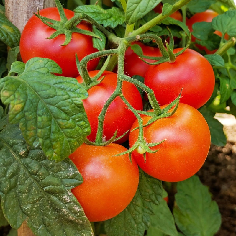 Tomate Premio F1 Pflanzen