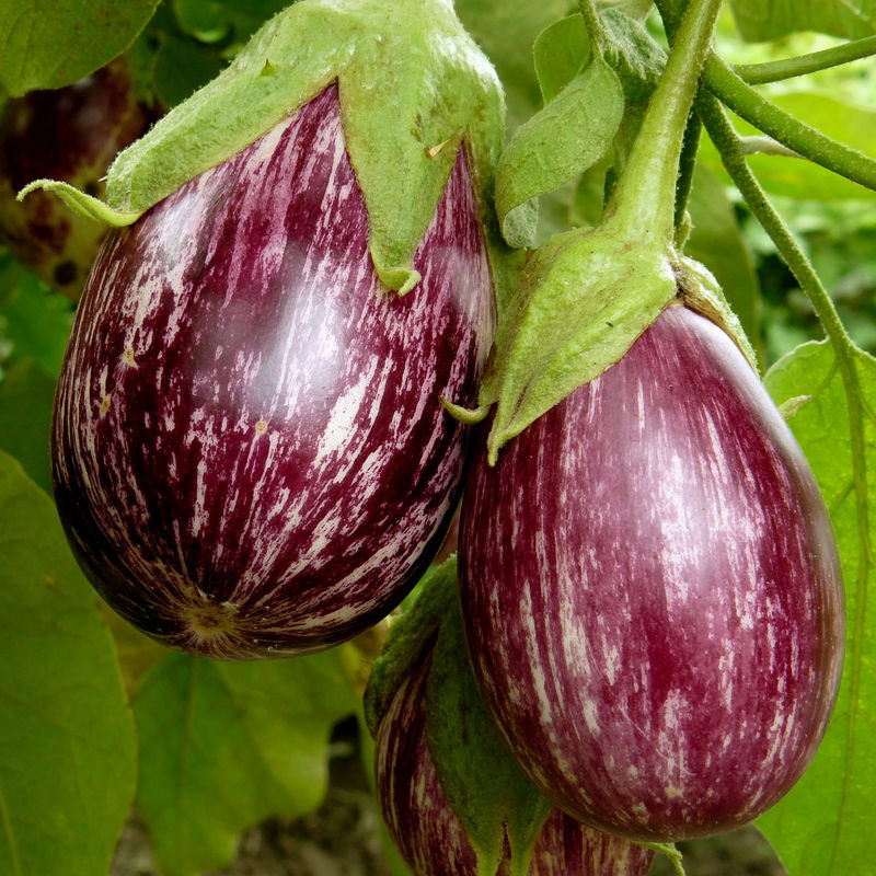Aubergine Rania