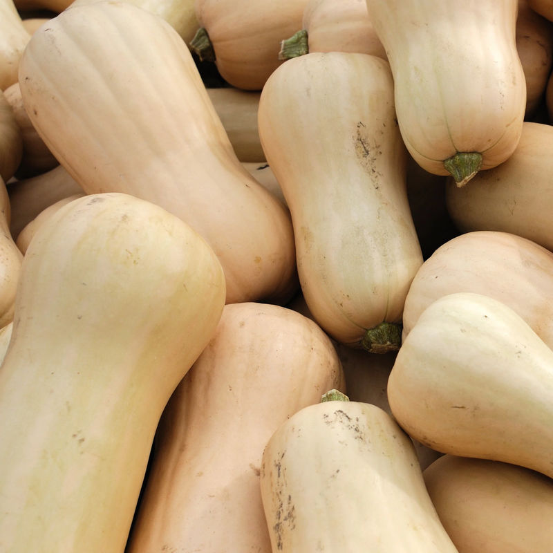 Butternut-Kürbis Sibelle Pflanzen