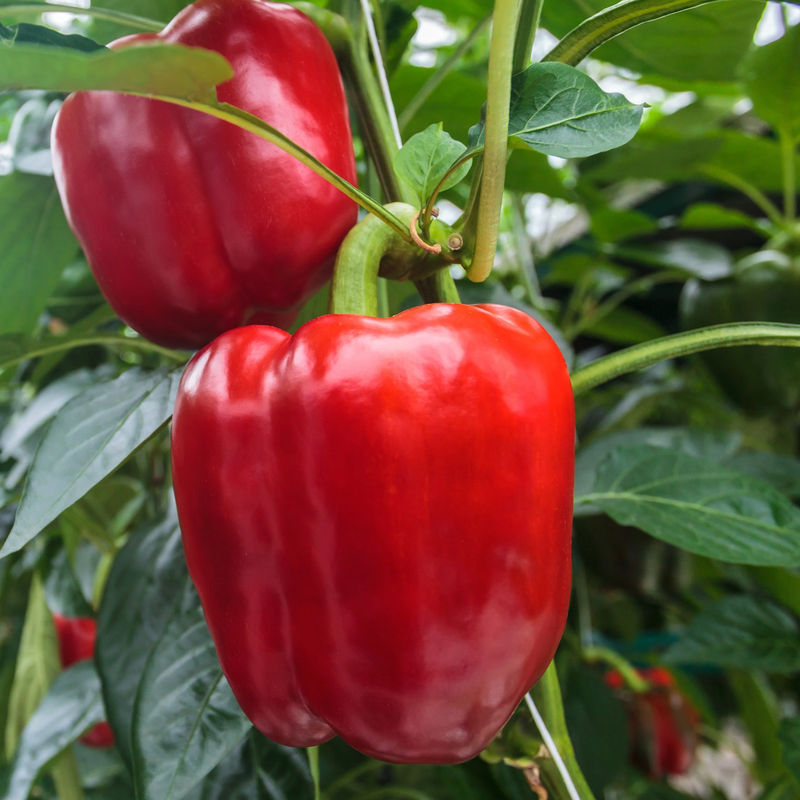 Paprika Sonar F1 Pflanzen
