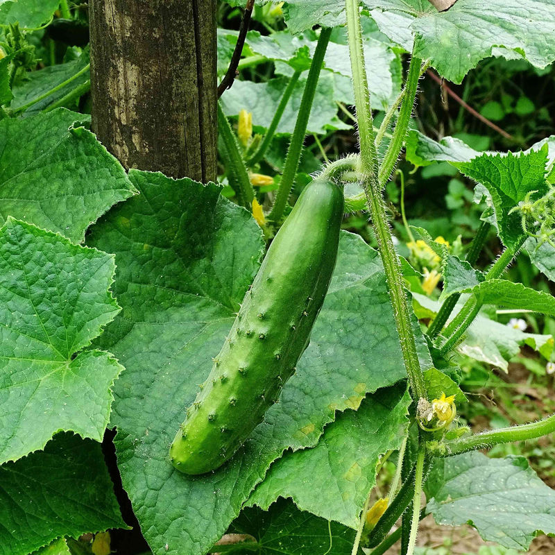 Gurke Raider F1 Pflanzen