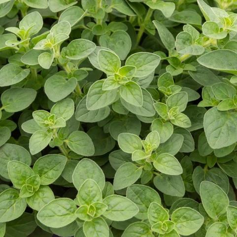Oregano