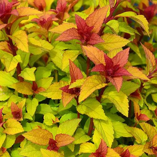 Sommerspiere Merlo® Star