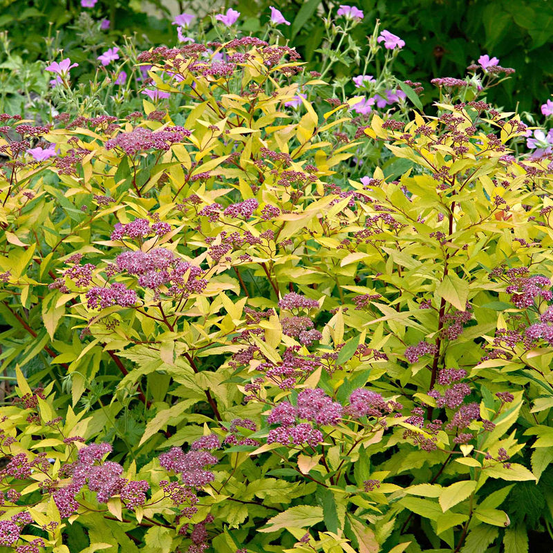 Spierstrauch 'Goldflame'