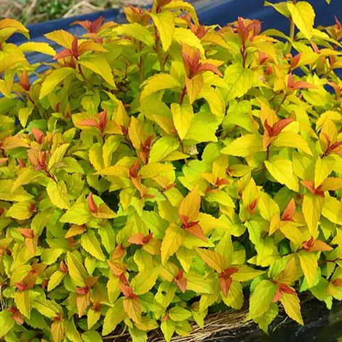 Sommerspiere Merlo® Gold