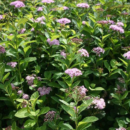 Spirea Pink Sparkler®